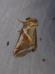 Habrosyne pyritoides