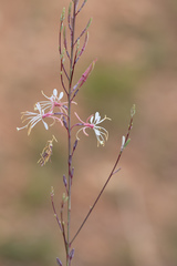 Oenothera filipes