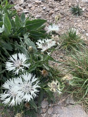 Centaurea cheiranthifolia