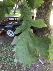 Quercus macrocarpa