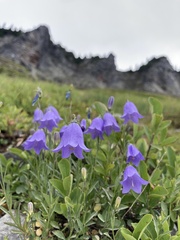 Campanula alaskana