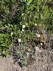 Antennaria howellii