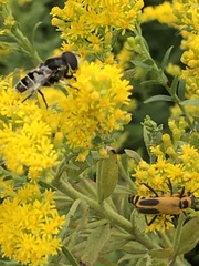 Eristalis dimidiata