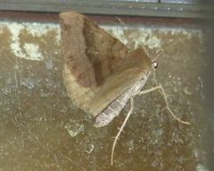 Scotopteryx chenopodiata