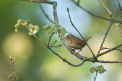 Troglodytes troglodytes