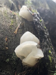 Pseudohydnum gelatinosum