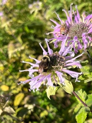 Bombus affinis