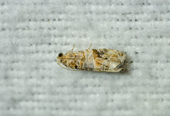 Lobesia botrana