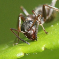 Formica rufibarbis