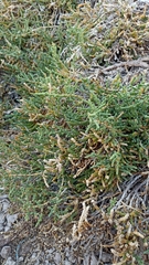 Arthrocaulon macrostachyum