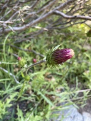 Cirsium andersonii