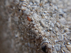 Heteroptera