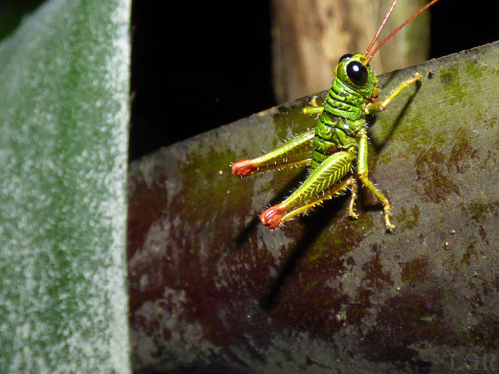 Rhytidochrota ochracea