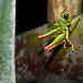 Rhytidochrota ochracea - Photo (c) Luis G Restrepo, algunos derechos reservados (CC BY-NC), subido por Luis G Restrepo