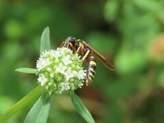 Philanthus ventilabris