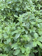 Acalypha ostryifolia