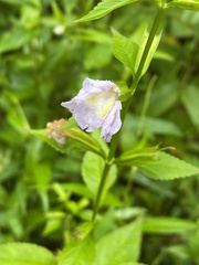 Mimulus alatus