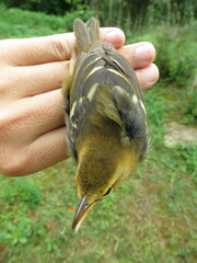 Ploceus sanctithomae