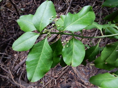 Euonymus fortunei