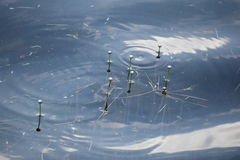 Eriocaulon aquaticum