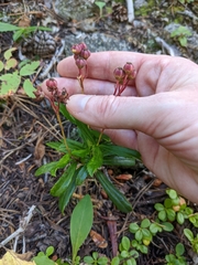 Chimaphila umbellata