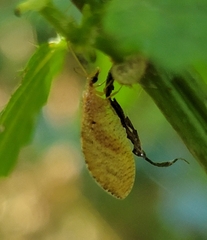 Hemerobius