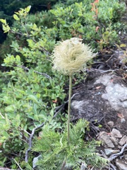 Pulsatilla occidentalis