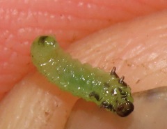 Tenthredinoidea