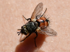 Tachina fera