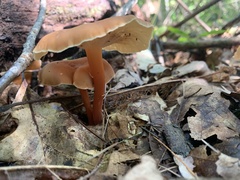 Gymnopus