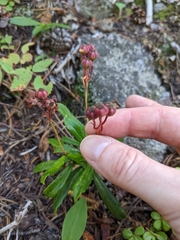 Chimaphila umbellata