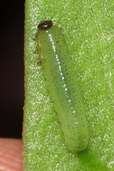 Tenthredinoidea