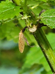 Hemerobius