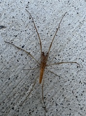 Tetragnatha laboriosa