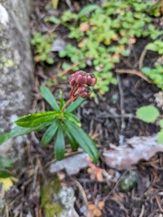 Chimaphila umbellata