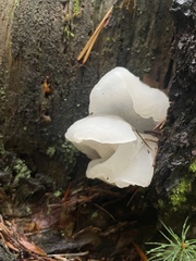 Pseudohydnum gelatinosum