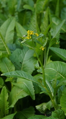 Rorippa amphibia