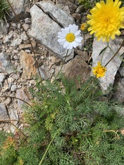 Tripleurospermum caucasicum