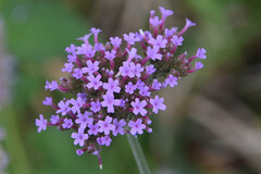 Verbena bonariensis