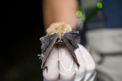 Myotis thysanodes