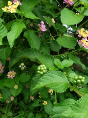Lantana × strigocamara