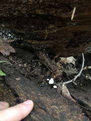 Marasmius rotula