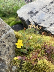 Erythranthe caespitosa