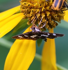 Desmia funeralis