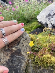 Erythranthe caespitosa