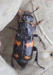Nicrophorus orbicollis