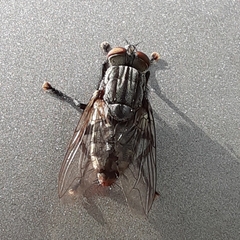Diptera