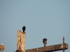 Hymenops perspicillatus