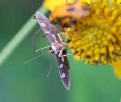 Desmia funeralis