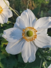 Anemoneae